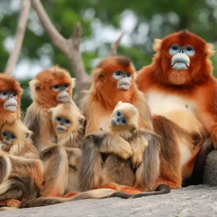 从上海逸龙酒店出发游览上海野生动物园
