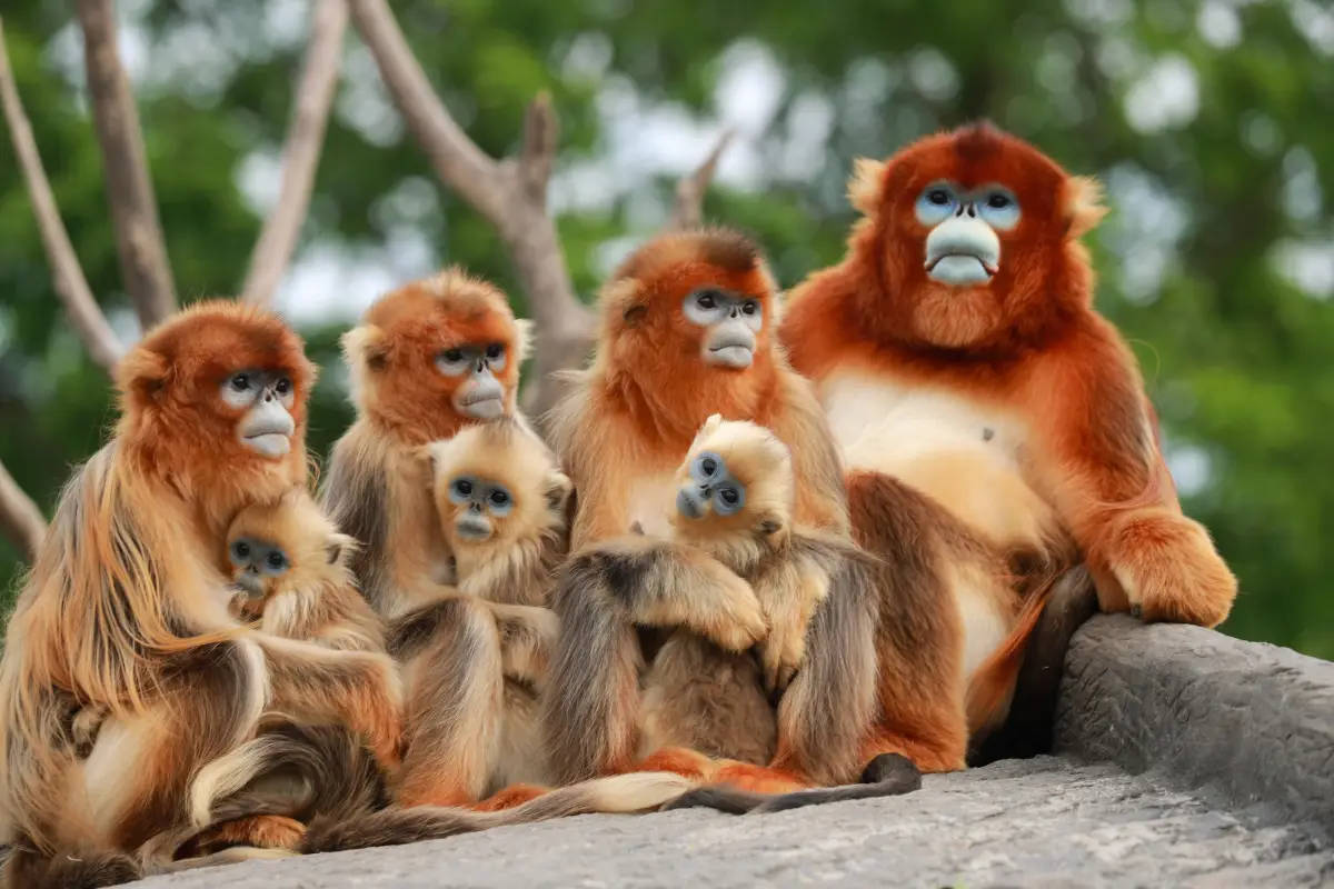 从上海逸龙酒店出发游览上海野生动物园